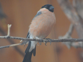 Смотреть фото Снегирь Фото Снегирь