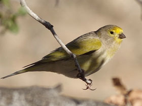 Фото Сирийский канареечный вьюрок