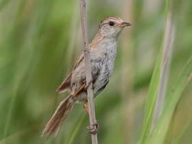 Смотреть фото Японская камышовка Фото Японская камышовка