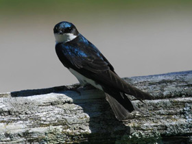 Древесная американская ласточка