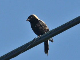 Смотреть фото Рисовый трупиал Фото Рисовый трупиал