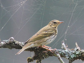 Смотреть фото Пятнистый конёк Фото Пятнистый конёк