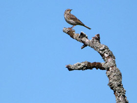 Смотреть фото Луговой конек Фото Луговой конек