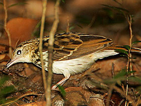 Фото Сококский конёк