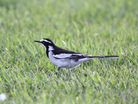 Смотреть фото Пегая трясогузка Фото Пегая трясогузка