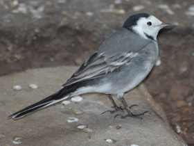 Фото Белая трясогузка
