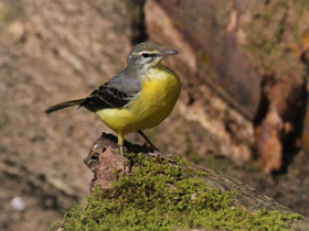 Смотреть фото Горная трясогузка Фото Горная трясогузка