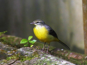 Смотреть фото Горная трясогузка Фото Горная трясогузка