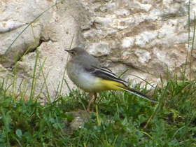 Смотреть фото Горная трясогузка Фото Горная трясогузка