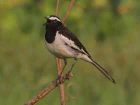 Смотреть фото Белобровая трясогузка Фото Белобровая трясогузка