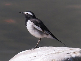 Смотреть фото Белобровая трясогузка Фото Белобровая трясогузка