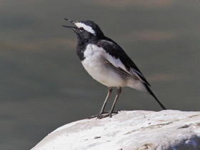 Смотреть фото Белобровая трясогузка Фото Белобровая трясогузка