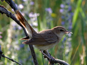 Смотреть фото Обыкновенный соловей Фото Обыкновенный соловей