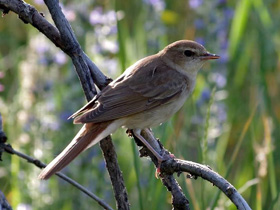 Смотреть фото Обыкновенный соловей Фото Обыкновенный соловей