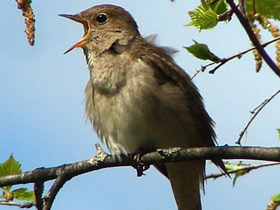 Обыкновенный соловей