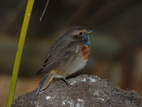 Фото Варакушка