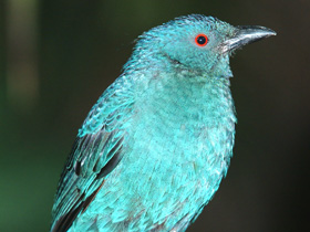 Смотреть фото Синий каменный дрозд Фото Синий каменный дрозд