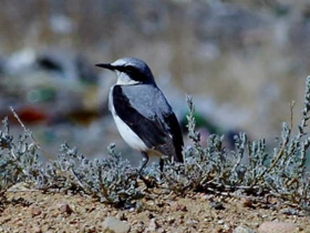 Смотреть фото Формы и краски в мире животных Фото Формы и краски в мире животных