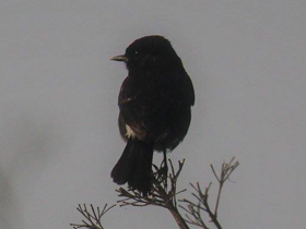 Смотреть фото Чёрный чекан Фото Чёрный чекан