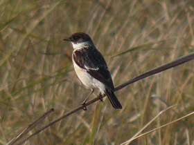 Смотреть фото Большой чекан Фото Большой чекан