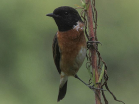 Смотреть фото Черноголовый чекан Фото Черноголовый чекан