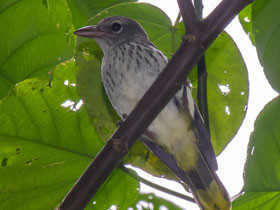 Фото Большеклювая иволга