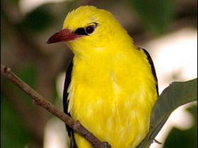 Обыкновенная иволга