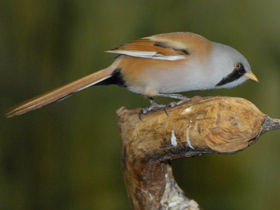 Смотреть фото Усатая синица Фото Усатая синица
