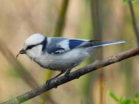 Смотреть фото Белая лазоревка Фото Белая лазоревка