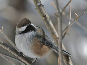 Смотреть фото Сероголовая гаичка Фото Сероголовая гаичка