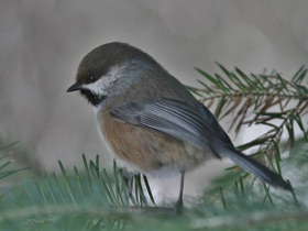 Сероголовая гаичка