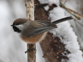 Смотреть фото Лесная гаичка Фото Лесная гаичка