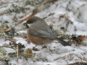 Лесная гаичка