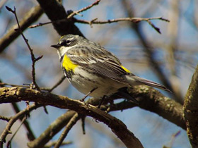 Фото Миртовый лесной певун