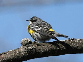 Фото Миртовый лесной певун