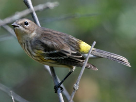 Фото Миртовый лесной певун