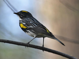 Фото Миртовый лесной певун