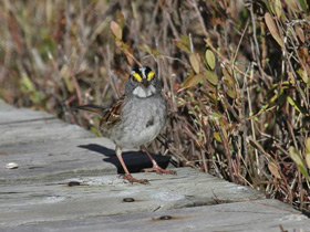 Фото Миртовый лесной певун