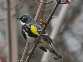 Фото Миртовый лесной певун