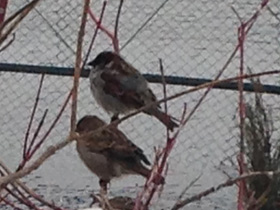 Смотреть фото Городской, или домовый воробей Фото Городской, или домовый воробей