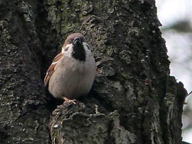 Смотреть фото Городской, или домовый воробей Фото Городской, или домовый воробей