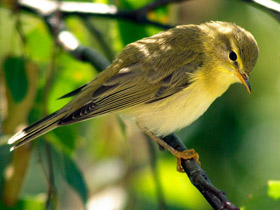 Пеночка-весничка
