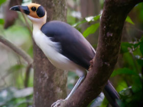 Фото Западная лысая ворона