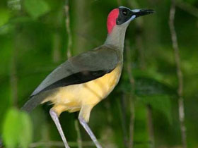 Смотреть фото Восточная лысая ворона Фото Восточная лысая ворона