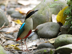 Смотреть фото Питта-нимфа Фото Питта-нимфа