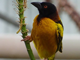 Смотреть фото Большой масковый ткач Фото Большой масковый ткач