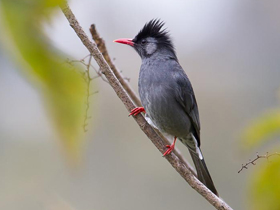 Чёрный бюльбюль