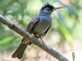 Смотреть фото Чёрный бюльбюль Фото Чёрный бюльбюль