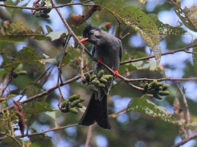Смотреть фото Чёрный бюльбюль Фото Чёрный бюльбюль
