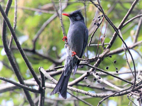 Смотреть фото Чёрный бюльбюль Фото Чёрный бюльбюль
